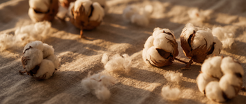 Raw organic cotton bolls and natural cotton fibers in warm morning light